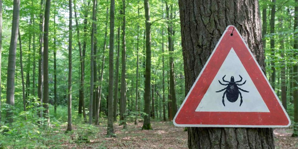 an einem Baum im Wald wurde ein Warnschild wegen Zecken angebracht