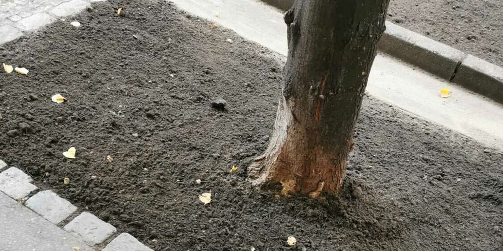 Neu verfüllte Baumscheibe im Straßenland