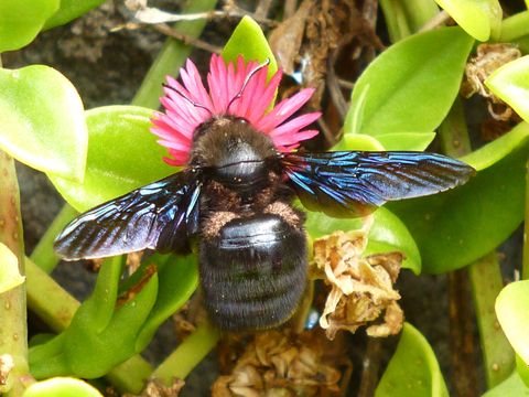 blaue Holzbiene