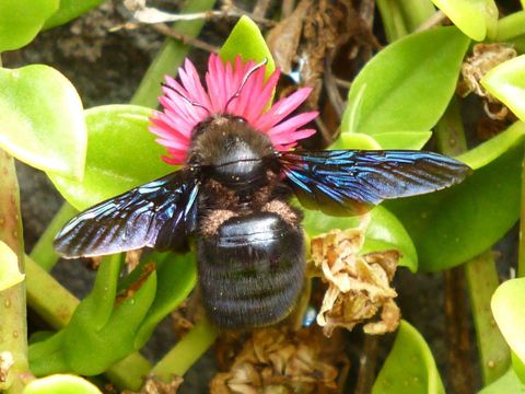 Blaue Holzbiene auf einer Blüte beim Sammeln von Nektar