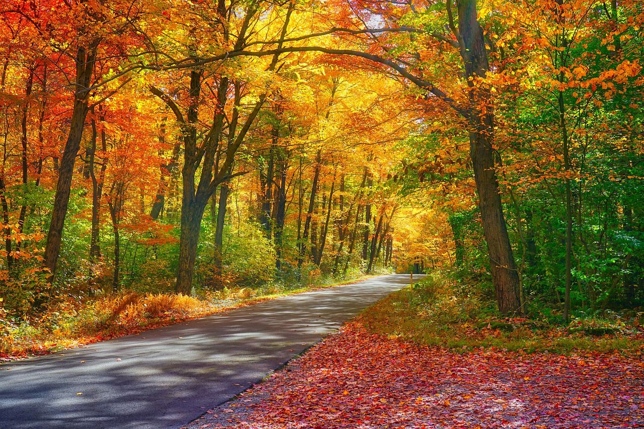 Waldstraße im Herbst