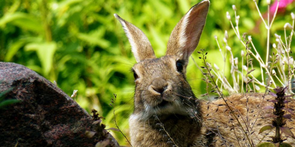 buehne_Ein Hase im Wald schaut hinter Gras und einem Stein hervor