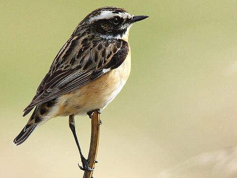 Braunkehlchen auf einem Ast 