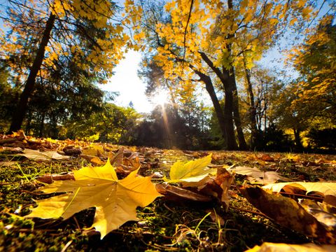 Bildvergrößerung: Park im Herbst mit fallenden Blättern