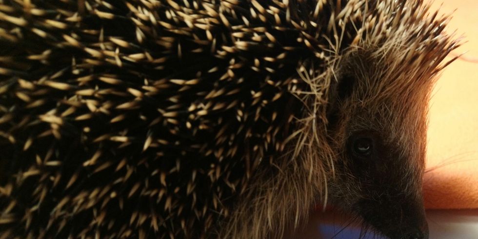 Tier des Monats: der Igel