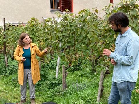 Weinlese am Kreuzberg