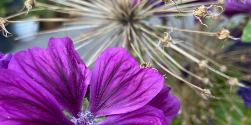 Eine Blüte steht im Vodrdergurnd. Dahinter ist eine vertrocknete Blüte zu sehen.