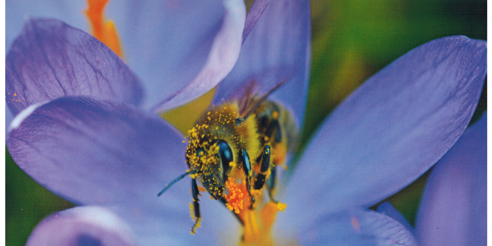 Biene sitzt auf einer blauen Blüte