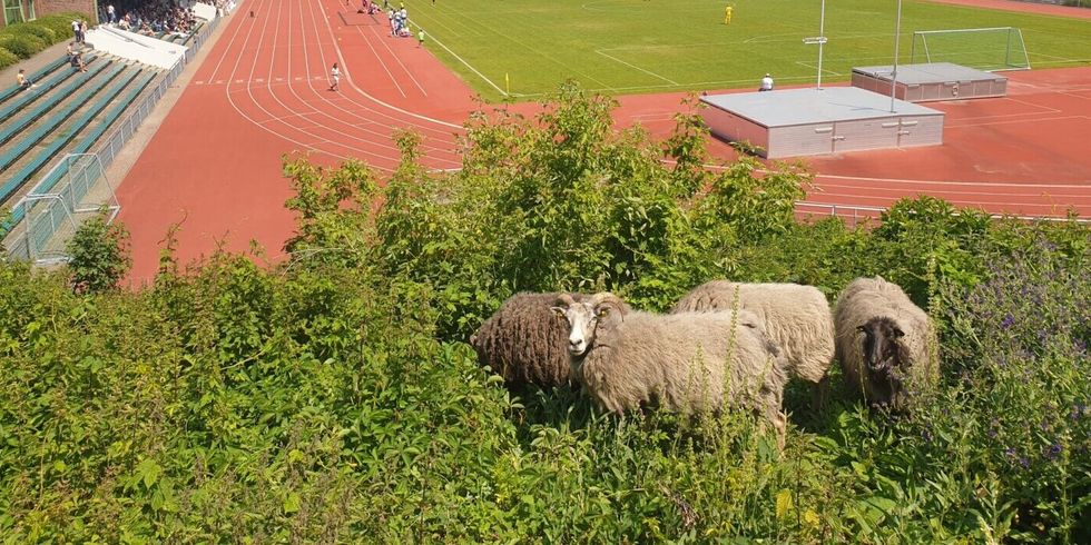 Schafe im Stadion Wilmersdorf. 