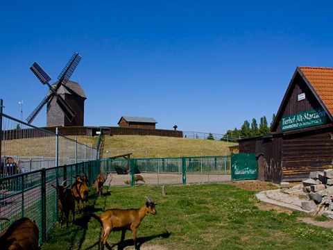 Tierhof Marzahn mit Ziegen an einem grünen Zaun und der Bockwindmühle im Hintergrund
