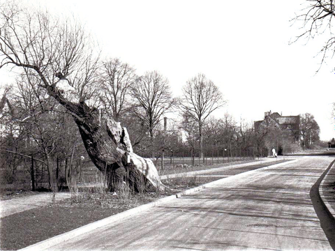 Bildvergrößerung: Eine schwarz-weiß Fotografie von einem Baum an einer Straße.