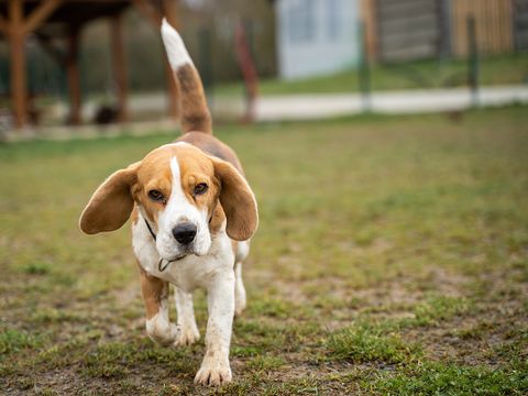 A beagle rescued from lab experimentation for veterinary products enjoys the open space of a grassy field at a Czech animal shelter. Their rescue gives them a chance for a new, safe, and happy life, and they acclimate to living outside a lab while waiting to be adopted. Czechia, 2023. Lukas Vincour / Zvirata Nejime / We Animals Media