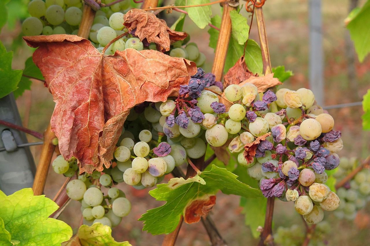 Weintrauben am Rebstock Herbst