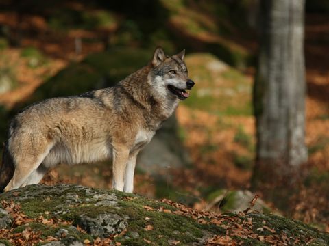 Wolf im Wald