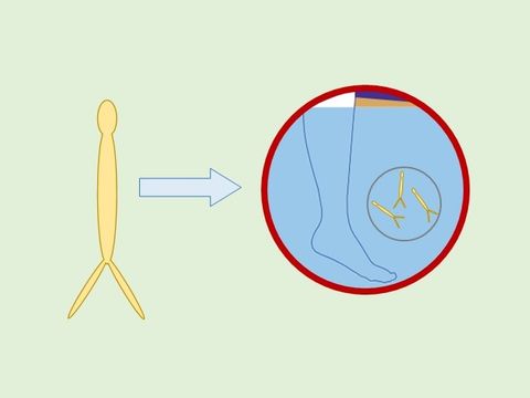 Schema einer Zerkarie / Saugwurmlarve