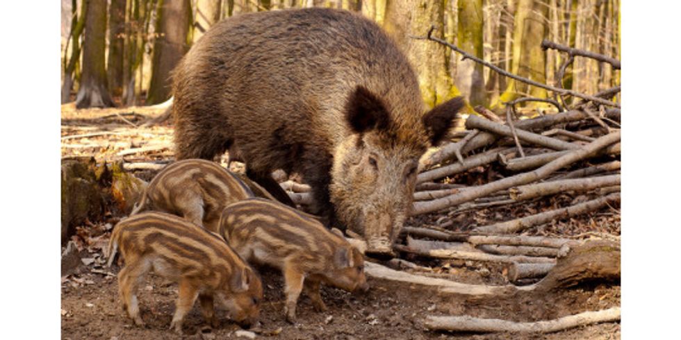 Wildschweine Bache und Frischlinge