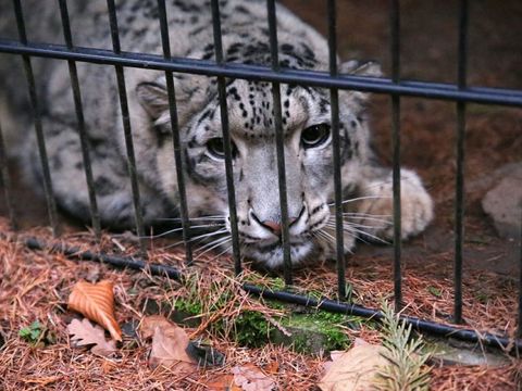 Ein Schneeleoparden-Männchen in seinem Gehege