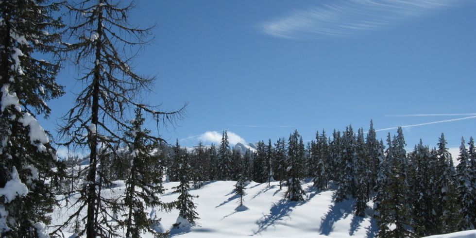 Schneebedeckter Waldboden