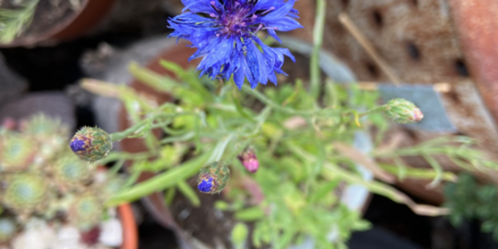 Eine blaue Blüte steht im Vordergrund. Dahinter sind unscharf weitere Pflanzen zu sehen.