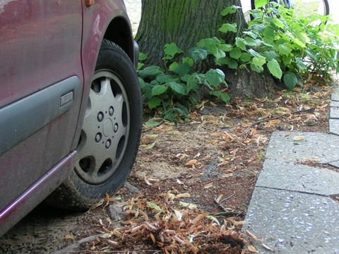 Baumscheibe mit Auto