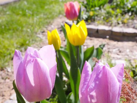 Frühling im Garten der Sinne