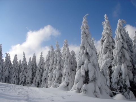 Schneebehangene Bäume