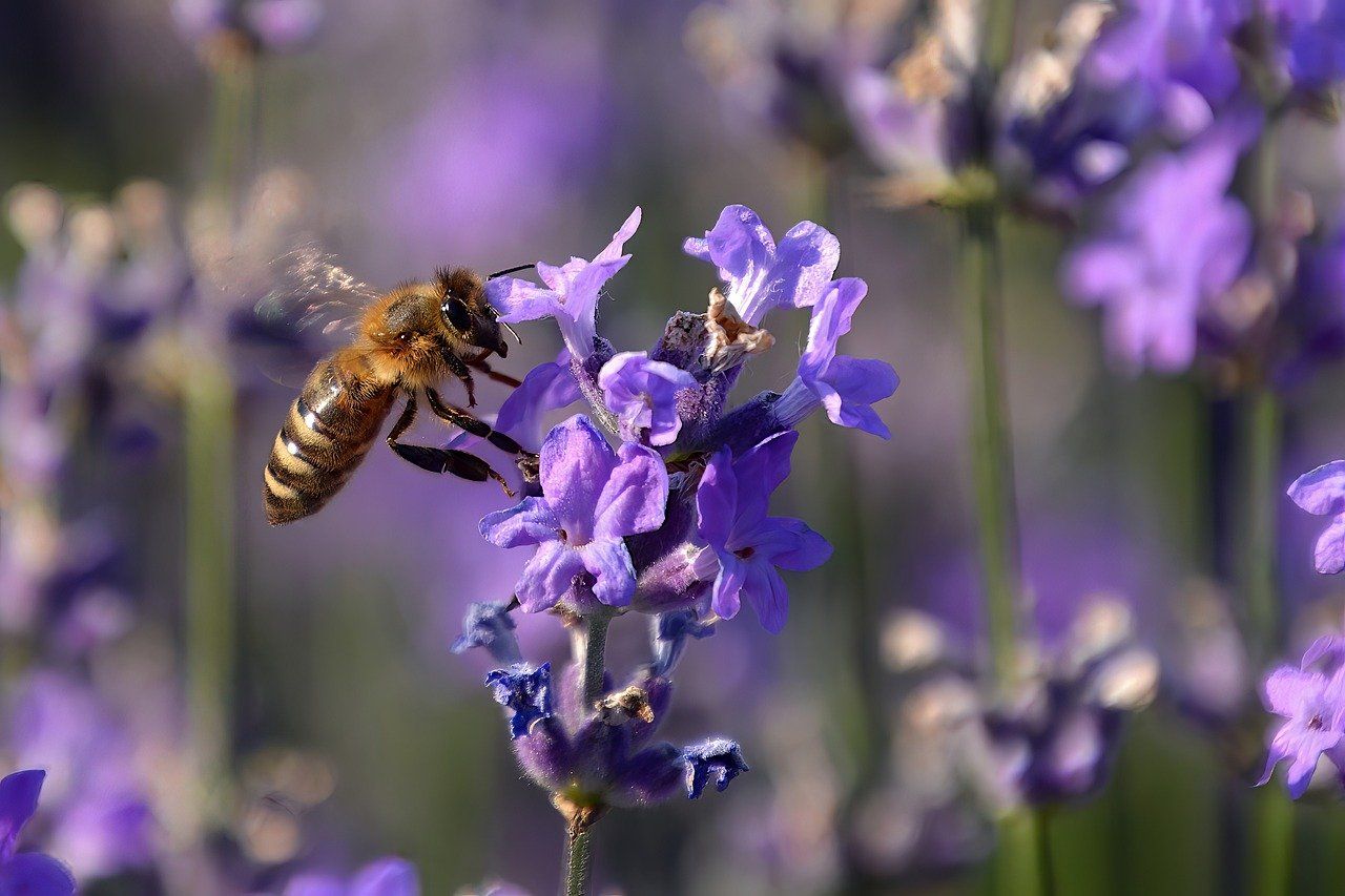 Biene auf einer Lavendelblüte