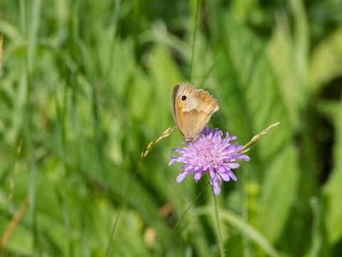 Wiesenschmetterling auf einer kleinen Krätze