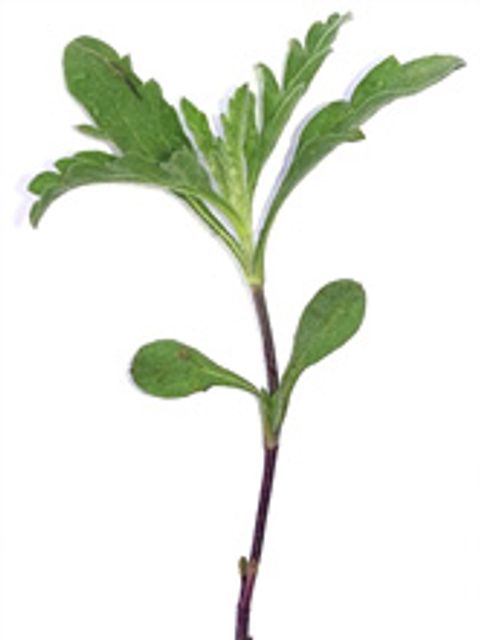 Bildvergrößerung: Ambrosia psilostachya