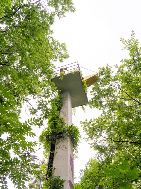 Lichtmast im Anita Berber Park, grün verwachsen