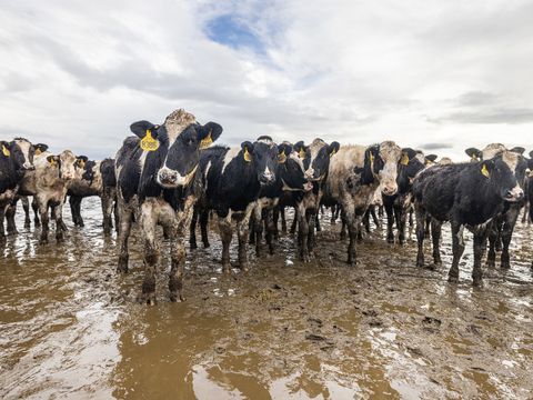 nasse Kühe stehen im Freien auf moddrigem Boden 