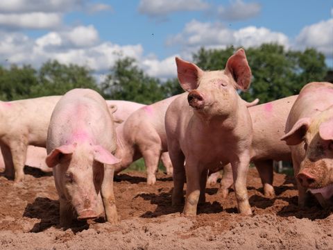 Eine Gruppe rosa Schweine in einer Lehmkuhle