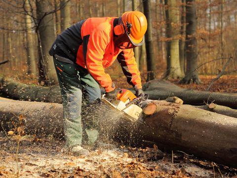 Forstarbeiter zersägt liegenden Baum