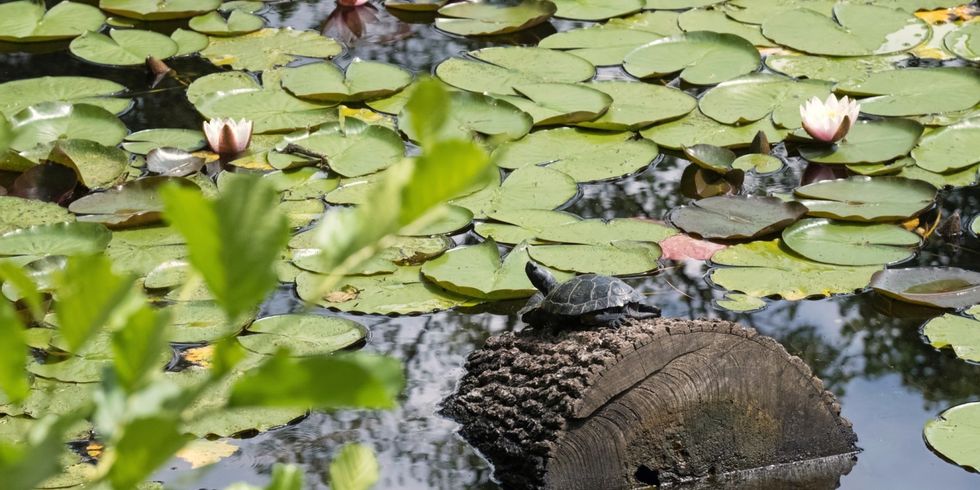 Schildkröte