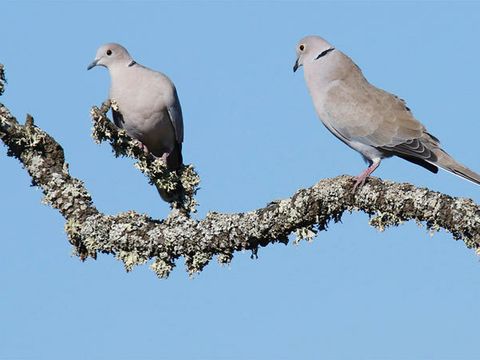 Zwei Türkentauben sitzen auf einem Baum