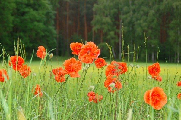 Mohn