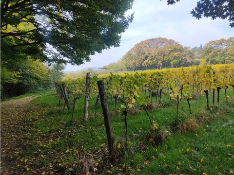 Weinberge in Grinzing