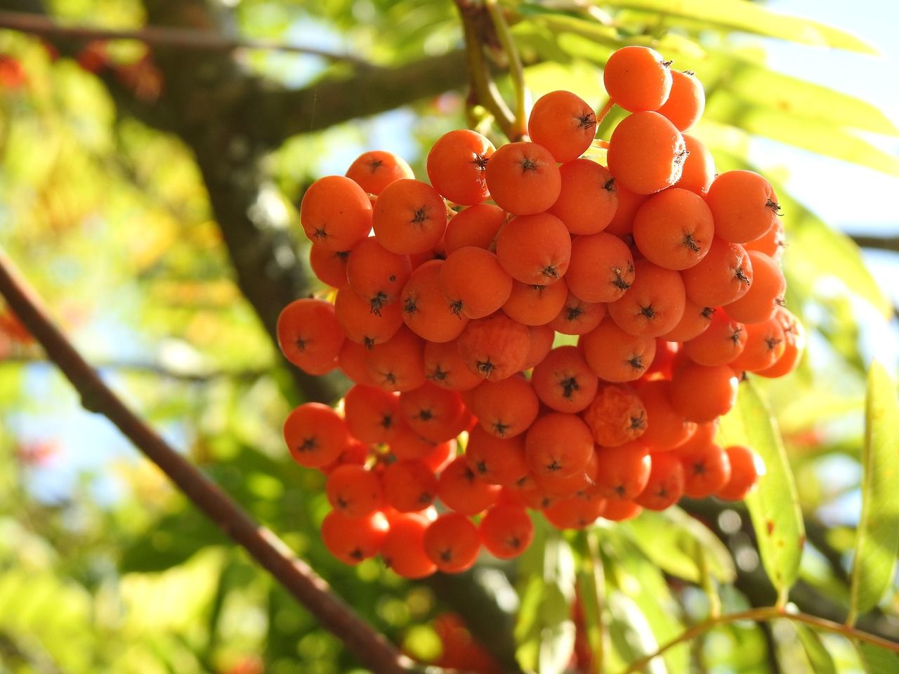 Vogelbeeren am Baum