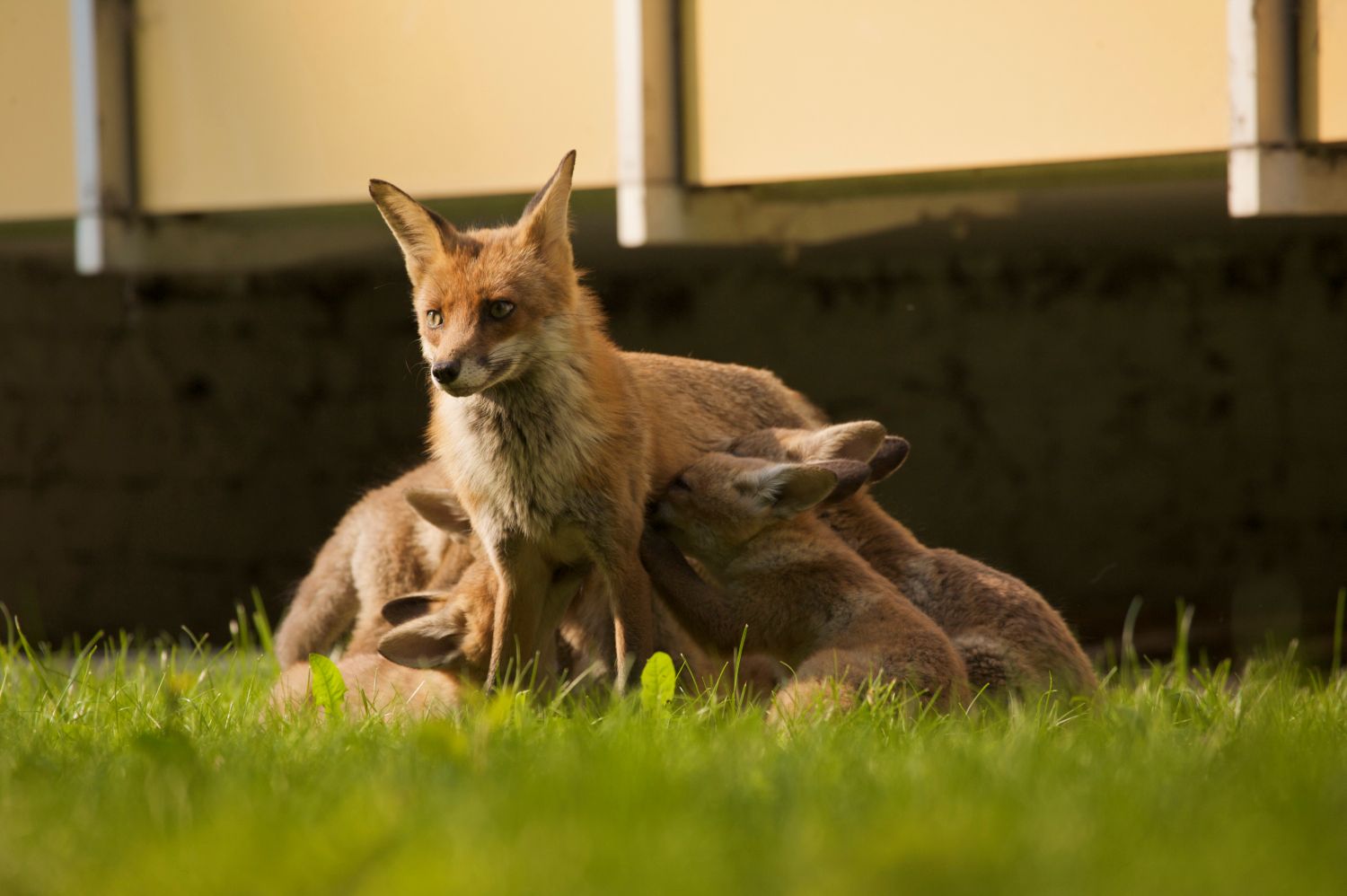 Fuchsfamilie