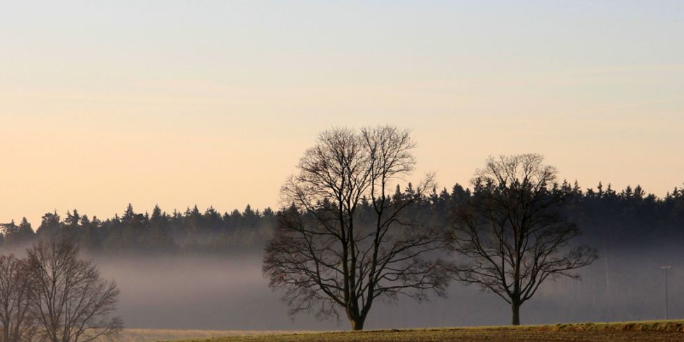 Eine Landschaft mit kahlen Bäumen und Bodennebel