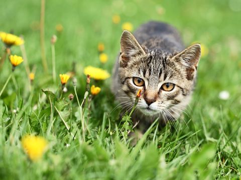 Katze lauert im Gras