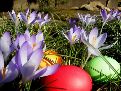 Ostereier und Krokusse im Gras