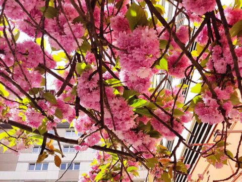 Kirschblüte in der Demminer Straße