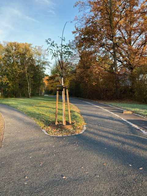 Bildvergrößerung: Neupflanzungen