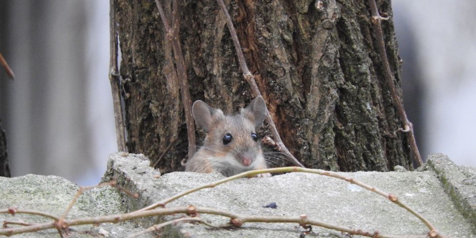 Gelbhalsmaus: Erfinderische Kiezbewohnerin besetzt im Winter gerne Vogel-Nisthilfen