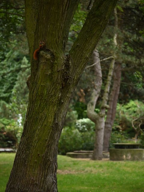 Eichhörnschen am Baum im Gartenhof des Gropiushauses