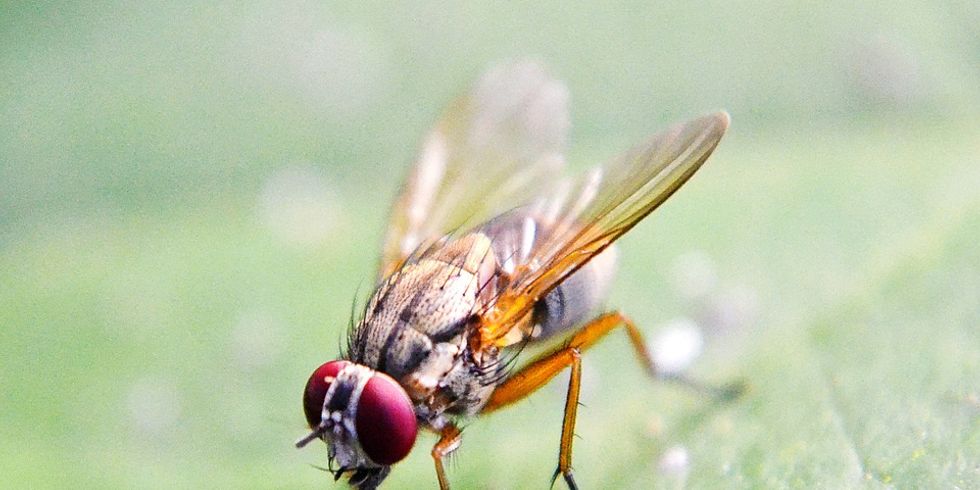 Eine Fruchtfliege bei der Nahrungssuche