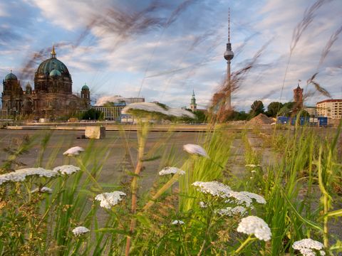 Ein weiter Panoramablick über die riesige Brachfläche in Berlin-Mitte, wo heute das neu errichtete Stadtschloss steht. Unscharf im Vordergrund ragen drei weiße Schirmchenblüten von Schafgarben zwischen grünen und braunen Gräsern auf. In der Ferne erheben sich der Berliner Dom, die Marienkirche, der Fernsehturm und der Turm des Roten Rathauses in den blauen bewölkten Himmel.