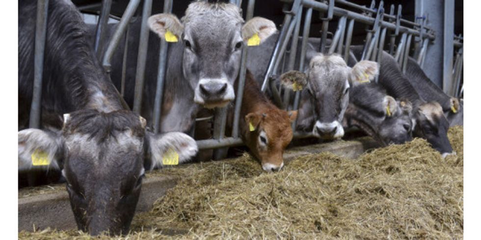 Rinder in einer Stallanlage fressen Stroh