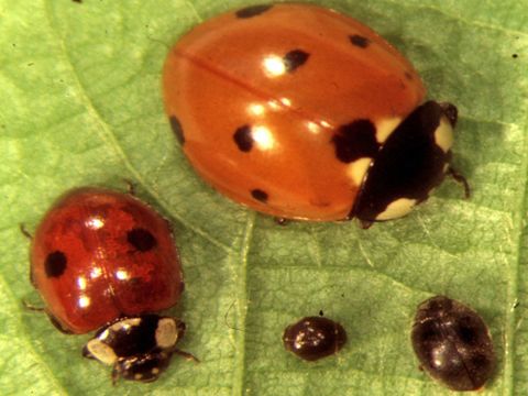 Bildvergrößerung: Zwei rot-schwarze Marienkäfer auf einem Blatt, neben zwei kleineren schwarzen Käfern.